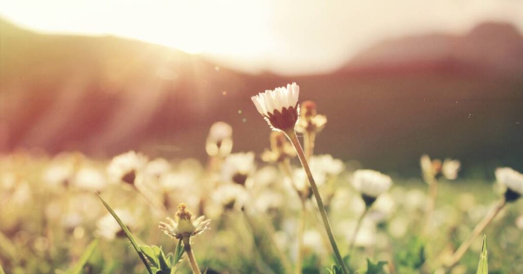 field with wildflowers
