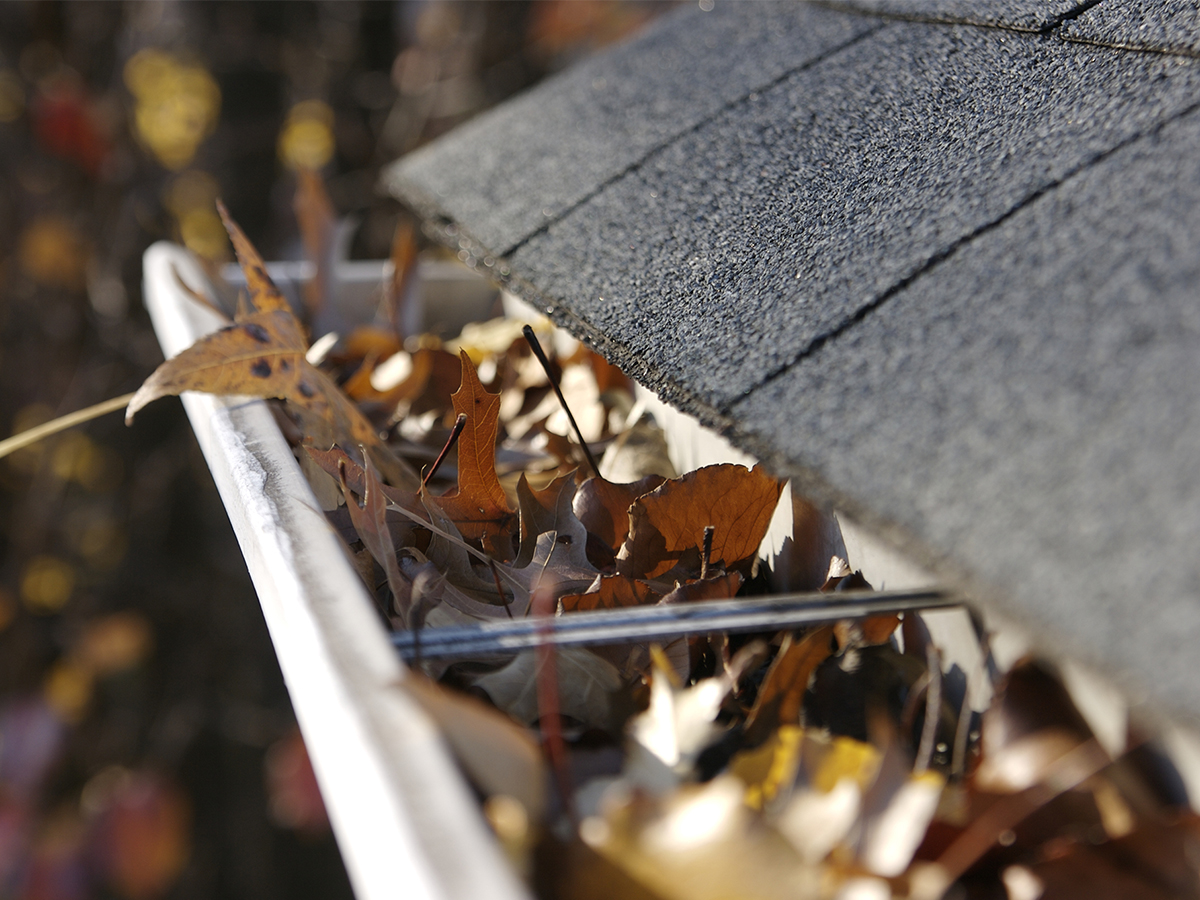 Fall leaves in gutter needing to be cleaned