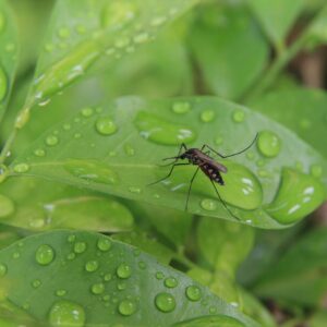 mosquito on leaf