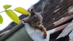 Squirrel inside gutters